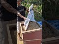 Smart idea to separate rice with a unique machine-Agriculture farming #shorts