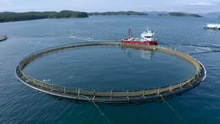 Optimar Stun And Bleed Solution At Brødrene Bakke