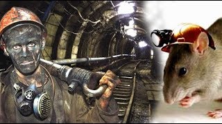 Памятник отважному крысу! Удивительная история, рассказанная одним шахтером. Памятник отважному крысу! Удивительная история, рассказанная одним шахтером.