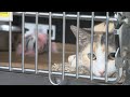 Capital Humane Society celebrates Adopt A Cat Month