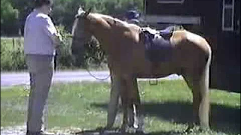 Tracy Boyd's best ride