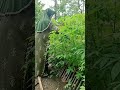 From Stems to Feast! 🌱 Growing Cassava for Food #Shorts #Cassava