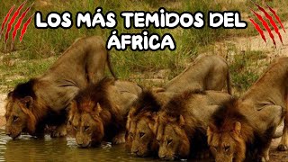 MAPOGO LIONS : Is it the most POWERFUL COALITION in HISTORY? - YouTube