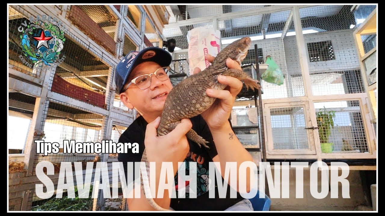 Savannah Monitor Care 