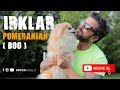 Köpek Irkları -  Pomeranian の動画、YouTube動画。