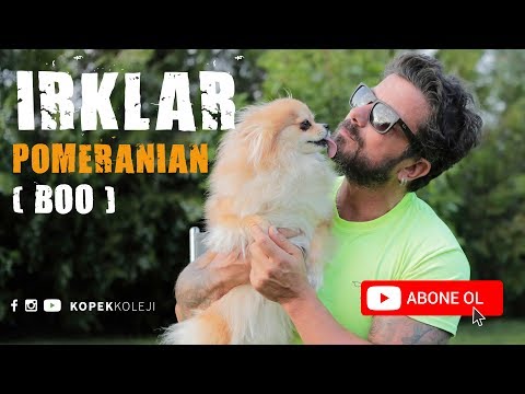 Video: Bu seven Husky bir kediyi kurtardı ve şimdi ayrılmazlar.