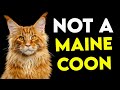 How to Tell If Your Cat Is a MAINE COON: ULTIMATE Guide