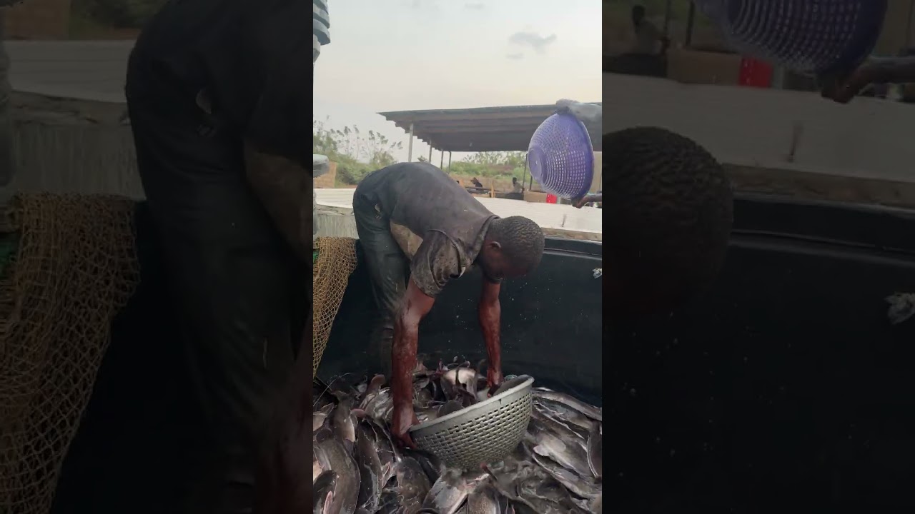 Bulk catfish off take 