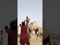 لقد بدا الجمل غاضب ا جد ا لقد بدا الجمل غاضب ا جد ا