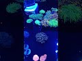 Amazing Corals (Florida Frag Swap 2024) #short