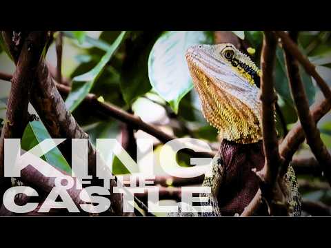 This Dragon is the King of the Castle!