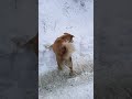 dogesh bhai searching in snow in jibhi #travel #fun #enjoy #relax #trip