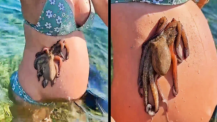 Octopus Clings To Pregnant Belly 😱 Best of The Shadow Hub