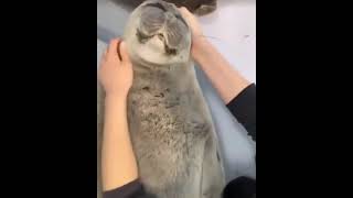 Seal video archive museum: cute baikal seal mamas boy gets love and head massage from his mommy👌🦭