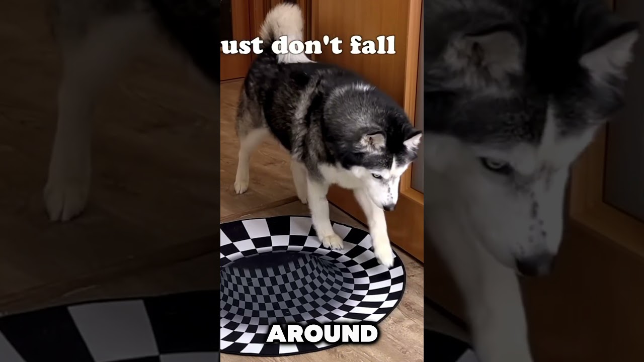 Dogs vs Cats: Who&rsquo;s Smarter in the Illusion Test? 🧠🐶🐱