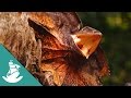 The Sixth Extinction - Now in High Quality! (Full Documentary)