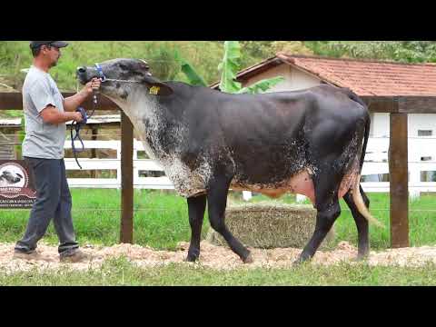 Lote 4 • Leilão Girolando Agropecuária São Pedro • 0193CJ