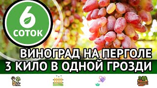 Виноград на перголе. 3 кило в одной грозди. 6 соток 25.09.2023