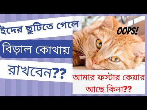 ভিডিও: একটি রেডি কি একটি নরক বিড়াল?