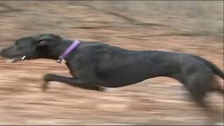 Fastest Dogs Compilation 2017