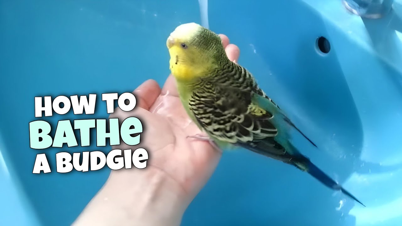 4 Ways To Bathe A Budgie