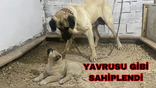 Anneli̇k İç Güdüsü Tosunçok Güzel Bi̇r Köpek Olacak
