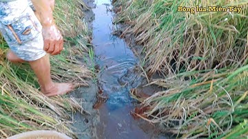 Bắt cá lóc, cá rô trong ruộng lúa chín| catch perch, snakehead fish in rice fields
