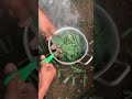 the process of producing smoke from lemongrass leaves to repel pests#shorts