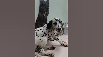 Dalmatian patient