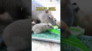 capybara 卡皮巴拉 小小水豚的幸福食光🥬😋 可愛到犯規💞 #capybara #水豚 #水豚君 #卡皮巴拉 #呆萌 #cute #可愛い #萌寵 #療癒 #short