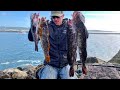 Jetty Fishing For A Limit Of Lingcod + Black Rockfish and BIG Kelp Greenling!