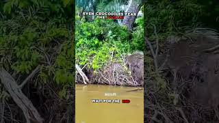 Jaguar Successfully Hunted Crocodile #shorts #lion #wildlife #animals