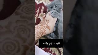 قول ماشاء الله.