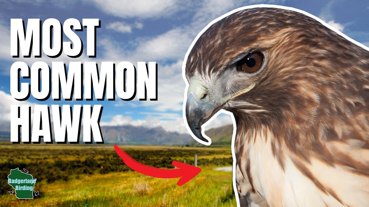 Red tailed Hawk - America's Most Iconic Raptor!