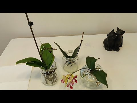 Video: Hvor vokser vannliljer? Beskrivelse og bilde av vannliljen