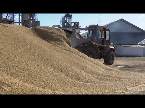 В Нурлатском элеваторе на сегодняшний день приняли более 60 тысяч тонн зерна