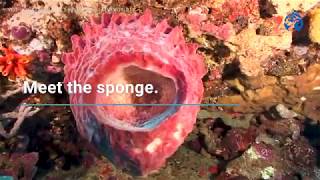 Meet The Sponge Ocean Wise