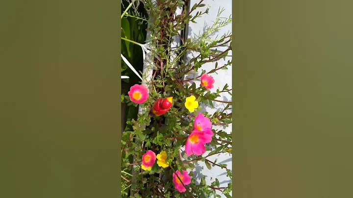 Portulaca flower garden /diy garden ideas/#shorts #mossrose #59