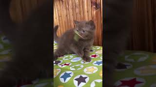Скоттиш страйт, окрас циннамон Скоттиш страйт, окрас циннамон