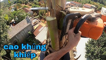 thạch lộc ninh # cưa cây dừa🌴 nằm sát vách nhà 🏕 kỹ thuật cao.