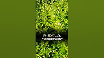 تلاوة خاشعة بصوت يريح الأعصاب #elmulquranعلم #قران_كريم #تلاوة #المصحف #اكسبلور #راحة_نفسية