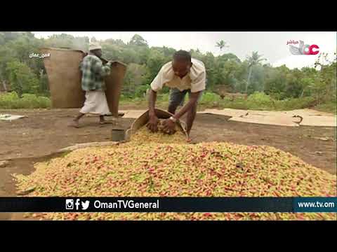 نجاح السيد سعيد بن سلطان في زراعة شجرة القرنفل في زنجبار من عمان الثلاثاء 18 سبتمبر 2018م