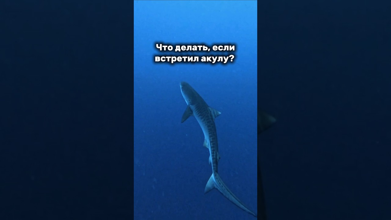 Что делать, если Вы встретились с акулой во время купания? 