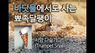 Trumpet Snail