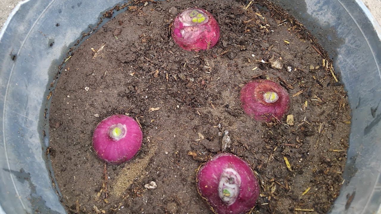 طريقه زراعه البصل