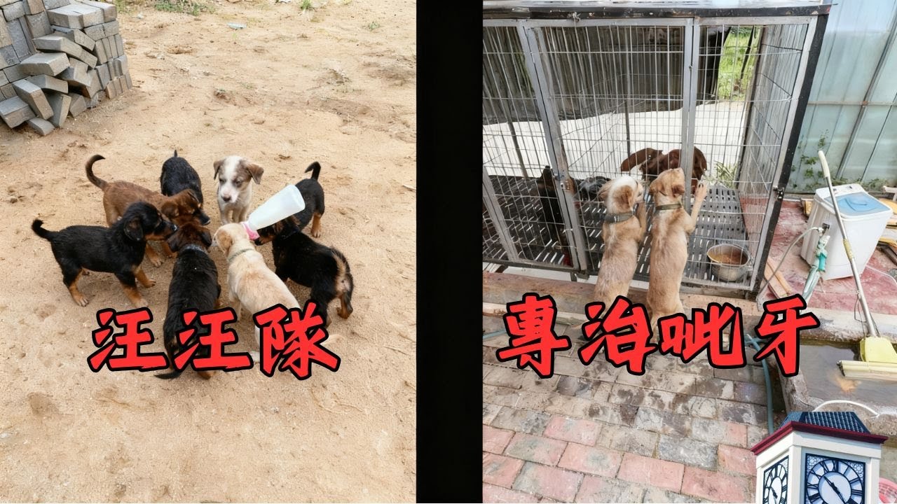 天氣太熱了！給汪汪隊安排冰棒了 #農村生活#小奶狗 #小狗狗#不養狗