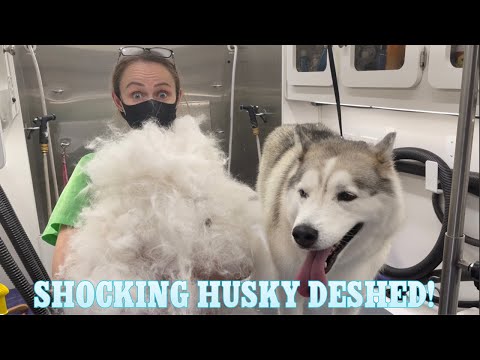 Shocking Husky Deshed | I’m Shocked At How Much Fur Came Out! | Massive Undercoat Removal