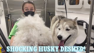 Shocking Husky Deshed | I’m Shocked At How Much Fur Came Out! | Massive Undercoat Removal by Salas Paw Spa 688,090 views 2 years ago 6 minutes, 22 seconds