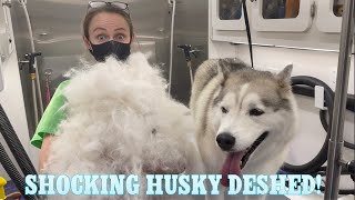 Shocking Husky Deshed | I’m Shocked At How Much Fur Came Out! | Massive Undercoat Removal