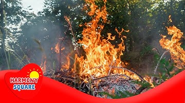 Ecological Succession - More Grades 9-12 Science on the Learning Videos Channel